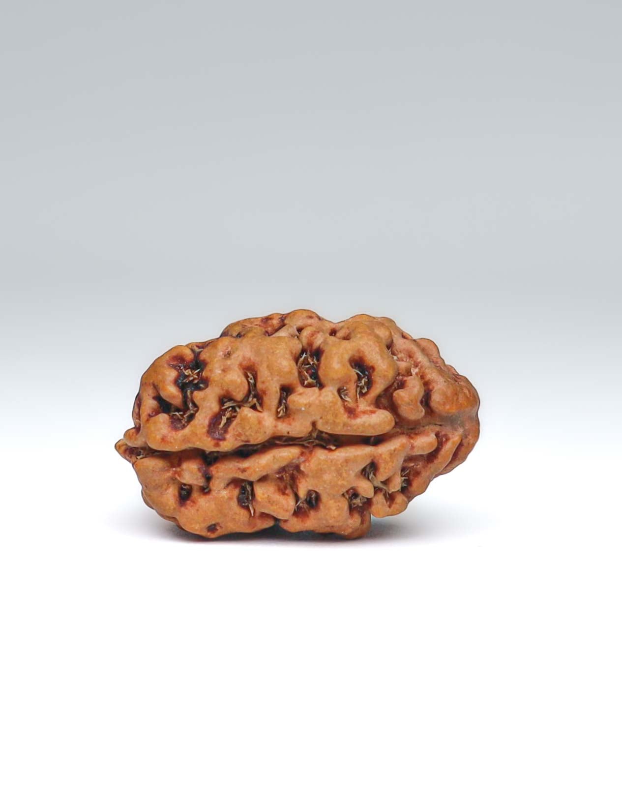 2 Mukhi Nepali Rudraksha