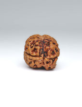 2 Mukhi Nepali Rudraksha