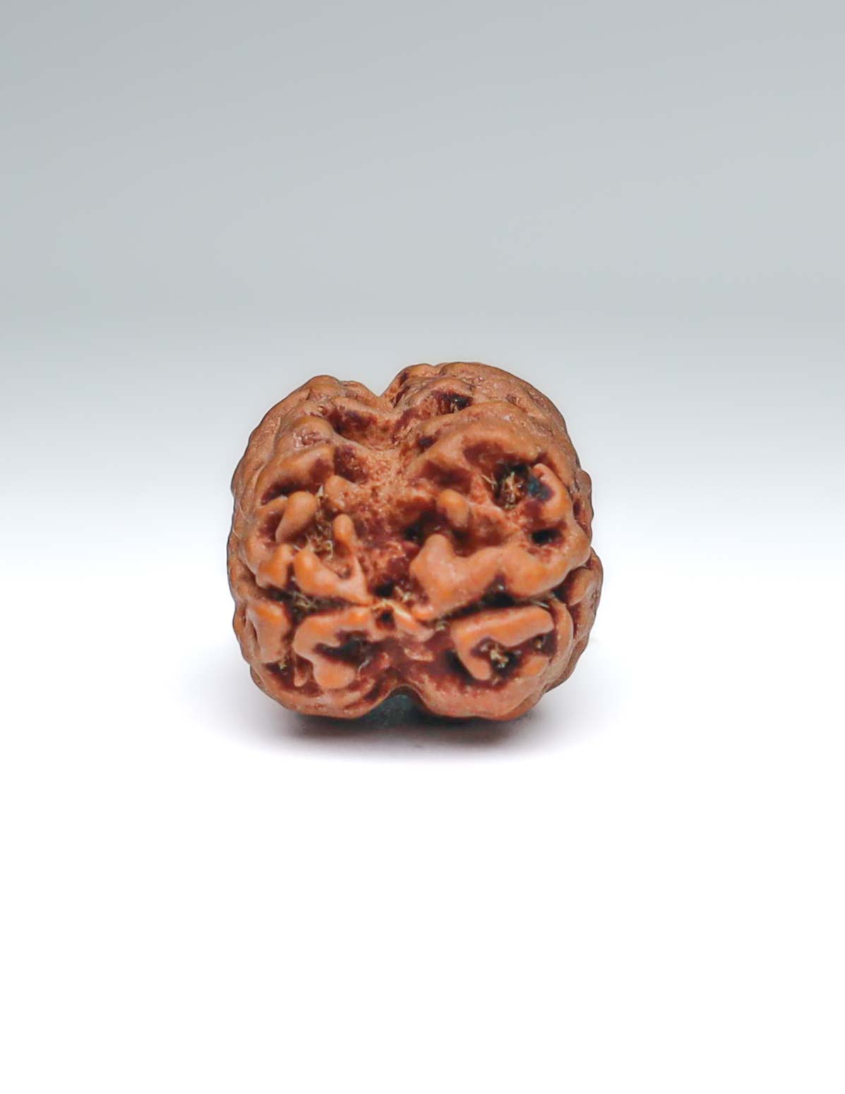 2 Mukhi Nepali Rudraksha