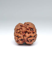 2 Mukhi Nepali Rudraksha