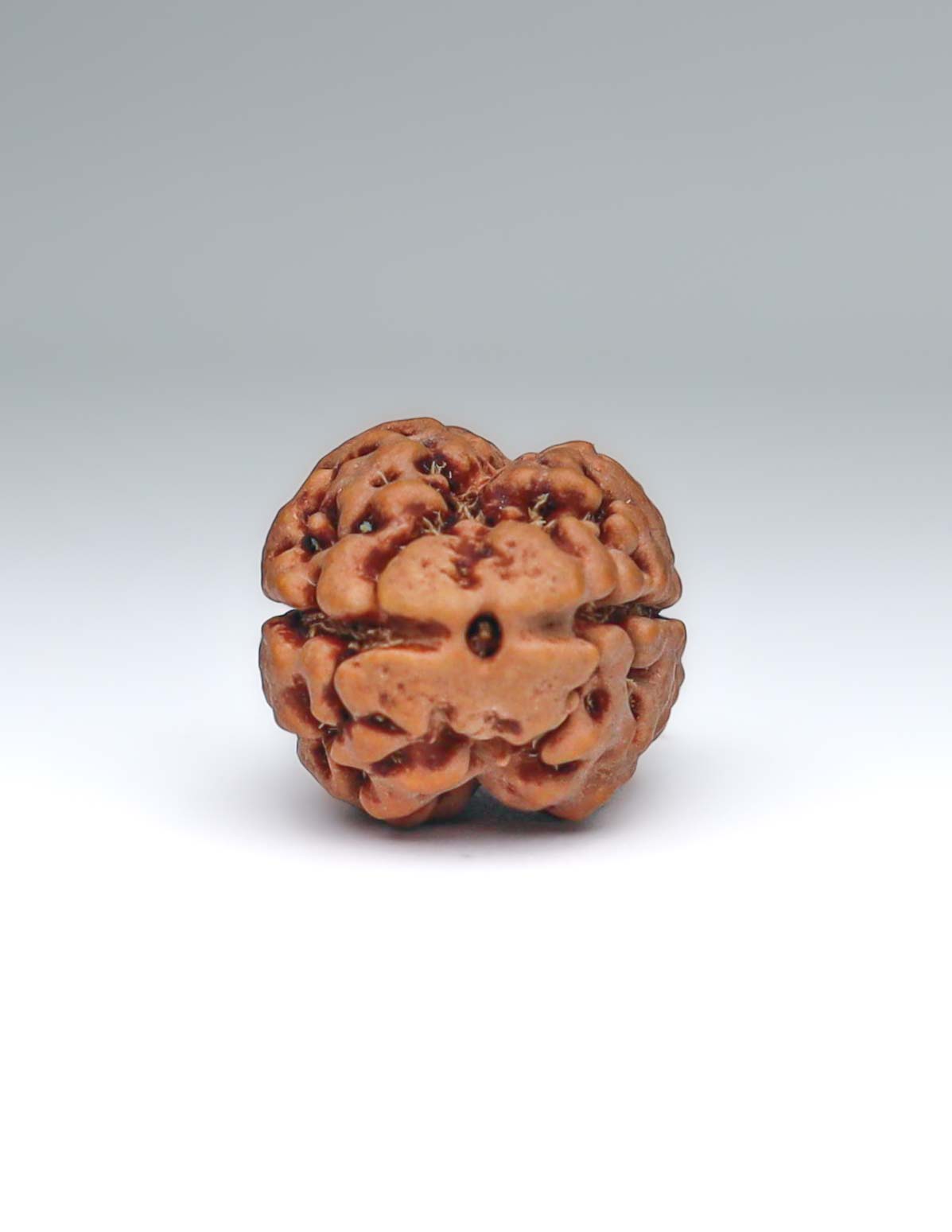 2 Mukhi Nepali Rudraksha