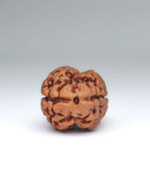 2 Mukhi Nepali Rudraksha