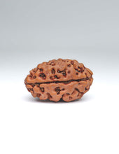 2 Mukhi Nepali Rudraksha