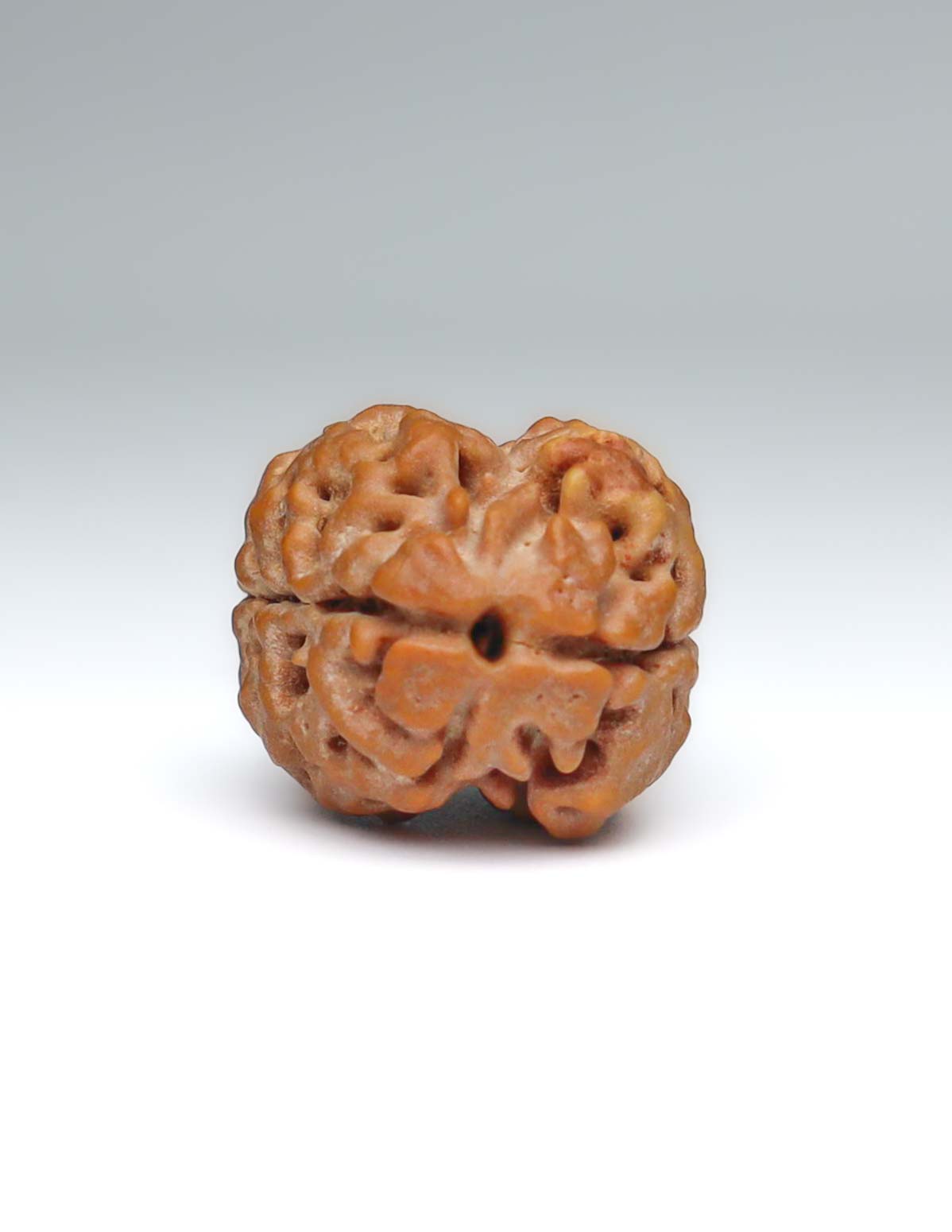 2 Mukhi Nepali Rudraksha