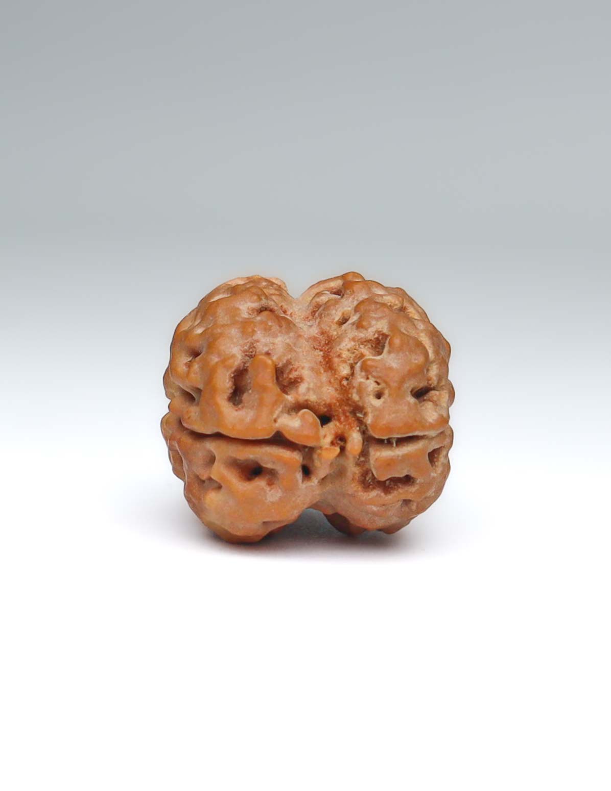 2 Mukhi Nepali Rudraksha