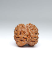 2 Mukhi Nepali Rudraksha