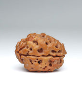 2 Mukhi Nepali Rudraksha